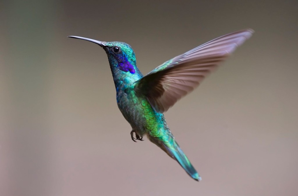 hummingbird-bird-birds-349758