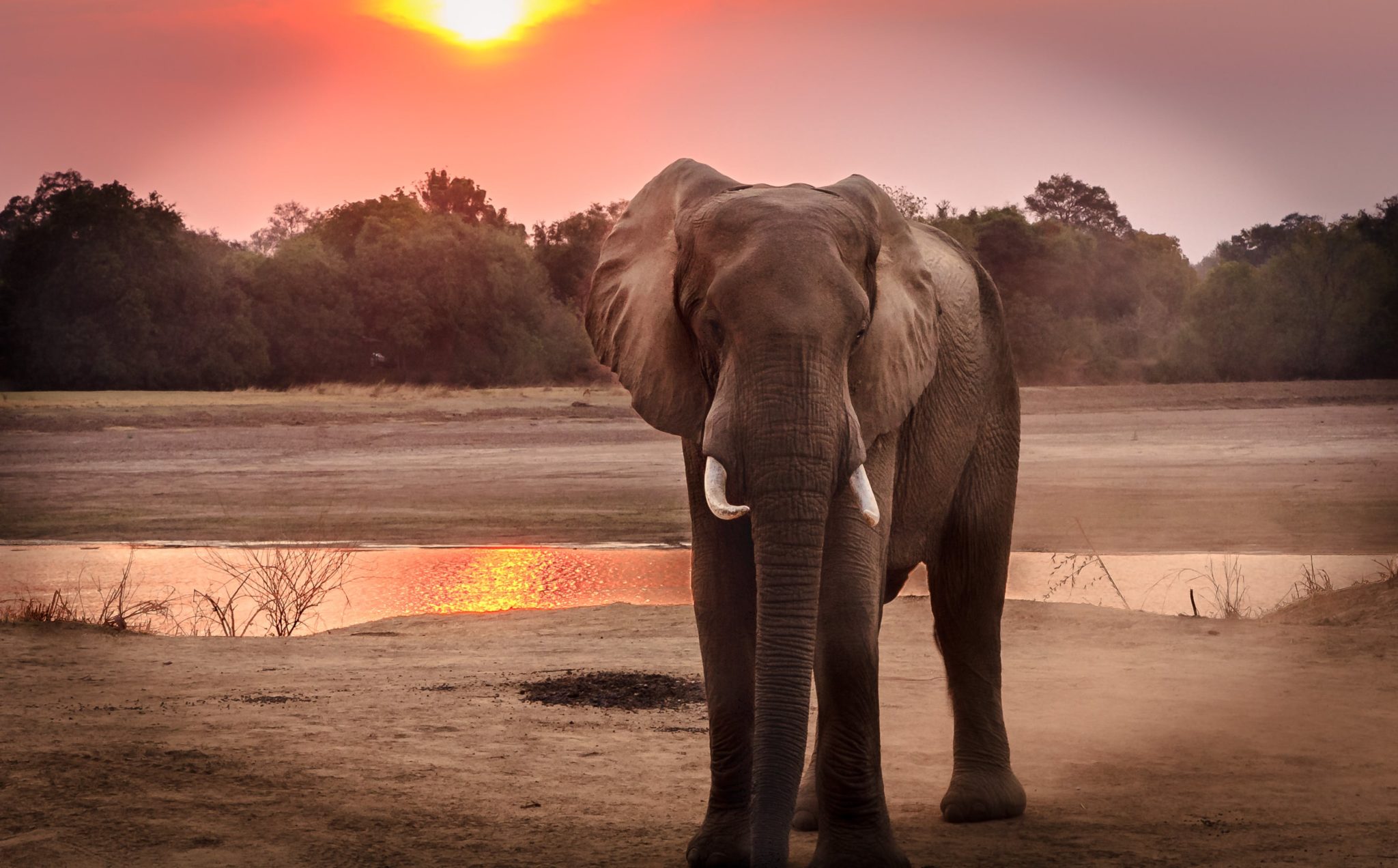Happy World Elephant Day! Celebrate with Seven ElephantRelated Words